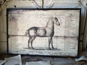 Image of French Anatomical Horse Art