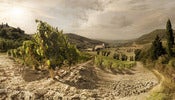 Vinyard