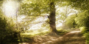 Country Lane