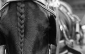 Image of Horse black and white film photograph 