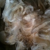 Image of Polworth [undyed wool locks] raw natural white