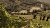 Vinyard