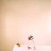 Image of still life with a camelia, tangelo and tiny red bowl