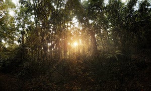 Rain Forest