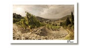 Vinyard