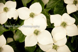 Image of Floral from (in)courage Wallpaper Set in 8" x 12" Standout Professionally Printed on Metallic Paper