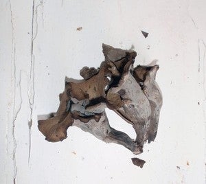 Image of Craterellus Cornucopioides