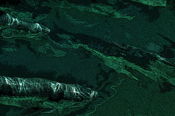 Image of Tarpon Print