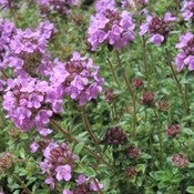Image of Thyme - Wild
