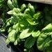Image of Spinach - Santana
