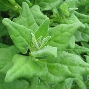 Image of Spinach - New Zealand