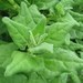 Image of Spinach - New Zealand