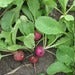 Image of Radish - Easter egg