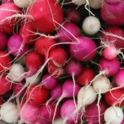 Image of Radish - Easter egg