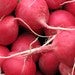 Image of Radish - Easter egg