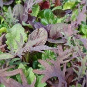 Image of Mesclun
