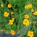 Image of Marigold – Single gold