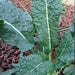 Image of Kale – Cavolo nero
