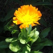 Image of Calendula