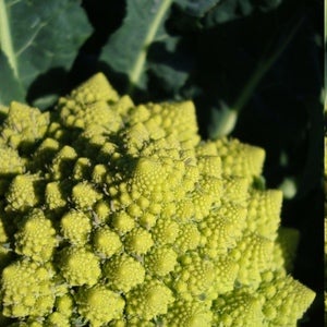 Image of Broccoli - Precoce Romanesco