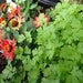 Image of Parsley - Italian