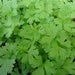 Image of Parsley - Italian