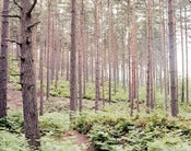 Image of 5x4 Bourne Wood