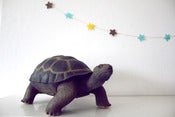 Image of Tortue soft play ♥