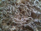 Image of English Leicester { Long Curly locks } 