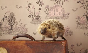 Image of Woodlands Wallpaper Brown Pink