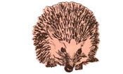 Image of Hedgehog round