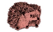 Image of Hedgehog junior
