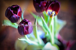 Image of Rich Tulips 8" x 12" Standout Professionally Printed on Metallic Paper