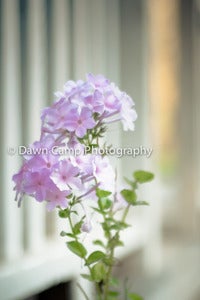 Image of Dreamy Floral in 8" x 12" Standout Professionally Printed on Metallic Paper