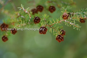 Image of Coniferous Tree 8" x 12" Standout Professionally Printed on Metallic Paper