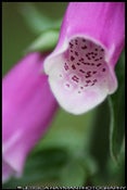 Image of Pink Blossom (8 x 10)