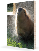 Image of Garibaldi Shaking in the Sunlight