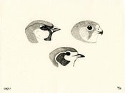 Image of Claire Hartigan<br>Three Beaks