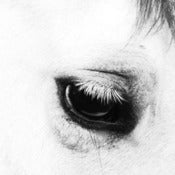 Image of Creepoid - Horse Heaven LP WHITE Vinyl/500