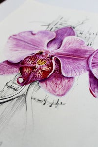 Image of Orchid Study 1 - original watercolour & pencil