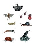Image of Penelope Kenny<br>Adventive Pests