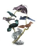 Image of Penelope Kenny<br>The Tree of Modified Life