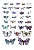 Image of Penelope Kenny<br>Transgenic Cabinet