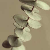Image of Eucalyptus