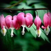 Image of Bleeding Hearts