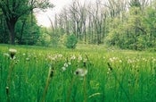 Image of back pasture