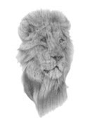 Image of Lion