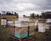 Image of Bee Hives, New Zealand