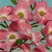 Image of "Dogwood" mounted giclee print