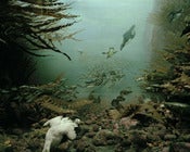 Image of Penguin Diorama, Museum of Natural History, NYC